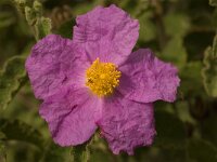 Cistus creticus 8, Saxifraga-Willem van Kruijsbergen