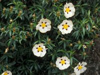 Cistus ladanifer 2, Saxifraga-Piet Zomerdijk