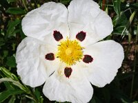 Cistus ladanifer 34, Saxifraga-Tom Heijnen