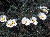 Cistus ladanifer 35, Saxifraga-Jan van der Straaten