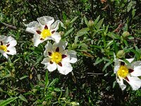 Cistus ladanifer 37, Saxifraga-Hans Grotenhuis