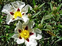 Cistus ladanifer 38, Saxifraga-Hans Grotenhuis