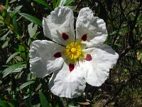 Cistus ladanifer 40, Saxifraga-Hans Grotenhuis