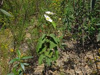 Cistus populifolius 2, Saxifraga-Hans Grotenhuis