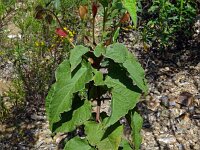 Cistus populifolius 3, Saxifraga-Hans Grotenhuis