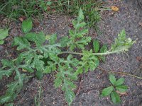 Citrullus lanatus 2, Watermeloen, Saxifraga-Rutger Barendse
