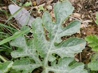Citrullus lanatus 3, Watermeloen, Saxifraga-Rutger Barendse