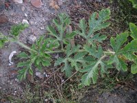 Citrullus lanatus 5, Watermeloen, Saxifraga-Rutger Barendse