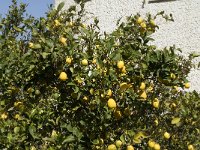 Citrus limon 3, Citroen, Saxifraga-Jan van der Straaten