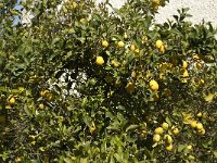 Citrus limon 4, Citroen, Saxifraga-Willem van Kruijsbergen