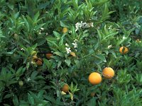 Citrus sinensis 2, Sinaasappel, Saxifraga-Jan van der Straaten