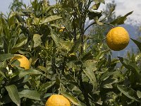 Citrus sinensis 4, Sinaasappel, Saxifraga-Willem van Kruijsbergen