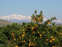 Citrus sinensis 6, Sinaasappel, Saxifraga-Harry van Oosterhout : Griekenland, landbouw, sinasappel, boomgaard, fruit, sinasappelbomen, landschap, berglandschap, sneeuw