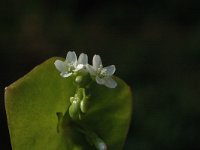 Claytonia perfoliata 1, Witte winterpostelein, Saxifraga-Jan van der Straaten
