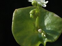 Claytonia perfoliata 2, Witte winterpostelein, Saxifraga-Jan van der Straaten