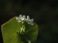 Claytonia perfoliata, Miners Lettuce