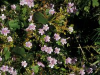 Claytonia sibirica 1, Roze winterpostelein, Saxifraga-Piet Zomerdijk