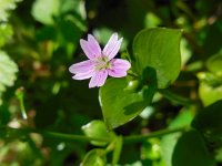 Claytonia sibirica 10, Roze winterpostelein, Saxifraga-Ed Stikvoort