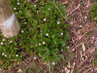 Claytonia sibirica 4, Roze winterpostelein, Saxifraga-Peter Meininger