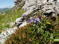 Clematis alpina 26, Saxifraga-Luuk Vermeer