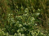 Clematis flammula 2, Saxifraga-Dirk Hilbers