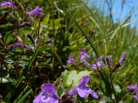 Clinopodium alpinum 11 Saxifraga-Ed Stikvoort