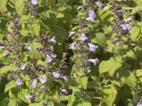 Clinopodium calamintha 2, Kleine bergsteentijm, Saxifraga