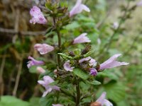 Clinopodium calamintha 3, Kleine bergsteentijm, Saxifraga-Ed Stikvoort