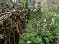 Clinopodium calamintha 4, Kleine bergsteentijm, Saxifraga-Ed Stikvoort