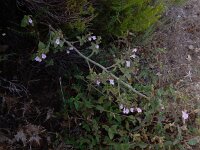 Clinopodium calamintha 6, Kleine bergsteentijm, Saxifraga-Ed Stikvoort