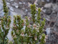 Clinopodium obovatum