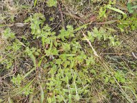 Clinopodium vulgare 13, Borstelkrans, Saxifraga-Rutger Barendse