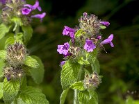 Clinopodium vulgare 18, Borstelkrans, Saxifraga-Jan van der Straaten