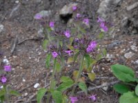 Clinopodium vulgare 19, Borstelkrans, Saxifraga-Ed Stikvoort