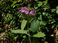 Clinopodium vulgare 20, Borstelkrans, Saxifraga-Ed Stikvoort