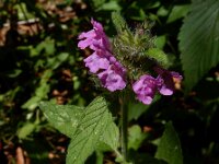 Clinopodium vulgare 21, Borstelkrans, Saxifraga-Ed Stikvoort