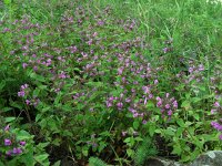 Clinopodium vulgare 22, Borstelkrans, Saxifraga-Ed Stikvoort