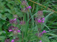 Clinopodium vulgare 23, Borstelkrans, Saxifraga-Ed Stikvoort