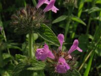 Clinopodium vulgare, Cushion Calamint