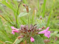 Clinopodium vulgare 7, Borstelkrans, Saxifraga-Rutger Barendse