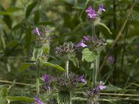 Clinopodium vulgare ssp vulgare 1, Borstelkrans, Saxifraga-Willem van Kruijsbergen