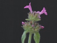 Clinopodium vulgare ssp vulgare 2, Borstelkrans, Saxifraga-Marijke Verhagen