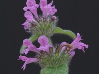 Clinopodium vulgare ssp vulgare 3, Borstelkrans, Saxifraga-Marijke Verhagen
