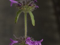 Clinopodium vulgare ssp vulgare 6, Borstelkrans, Saxifraga-Willem van Kruijsbergen