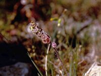 Clypeola jonthlaspi