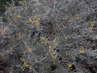 Cneorum pulverulentum 1, Saxifraga-Ed Stikvoort