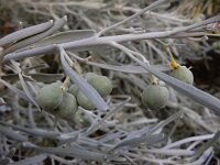 Cneorum pulverulentum 10, Saxifraga-Ed Stikvoort