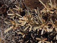Cneorum pulverulentum 12, Saxifraga-Ed Stikvoort