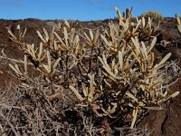 Cneorum pulverulentum 2, Saxifraga-Ed Stikvoort