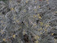 Cneorum pulverulentum 3, Saxifraga-Ed Stikvoort